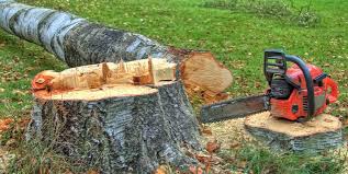 Best Tree Risk Assessment  in Enon, OH